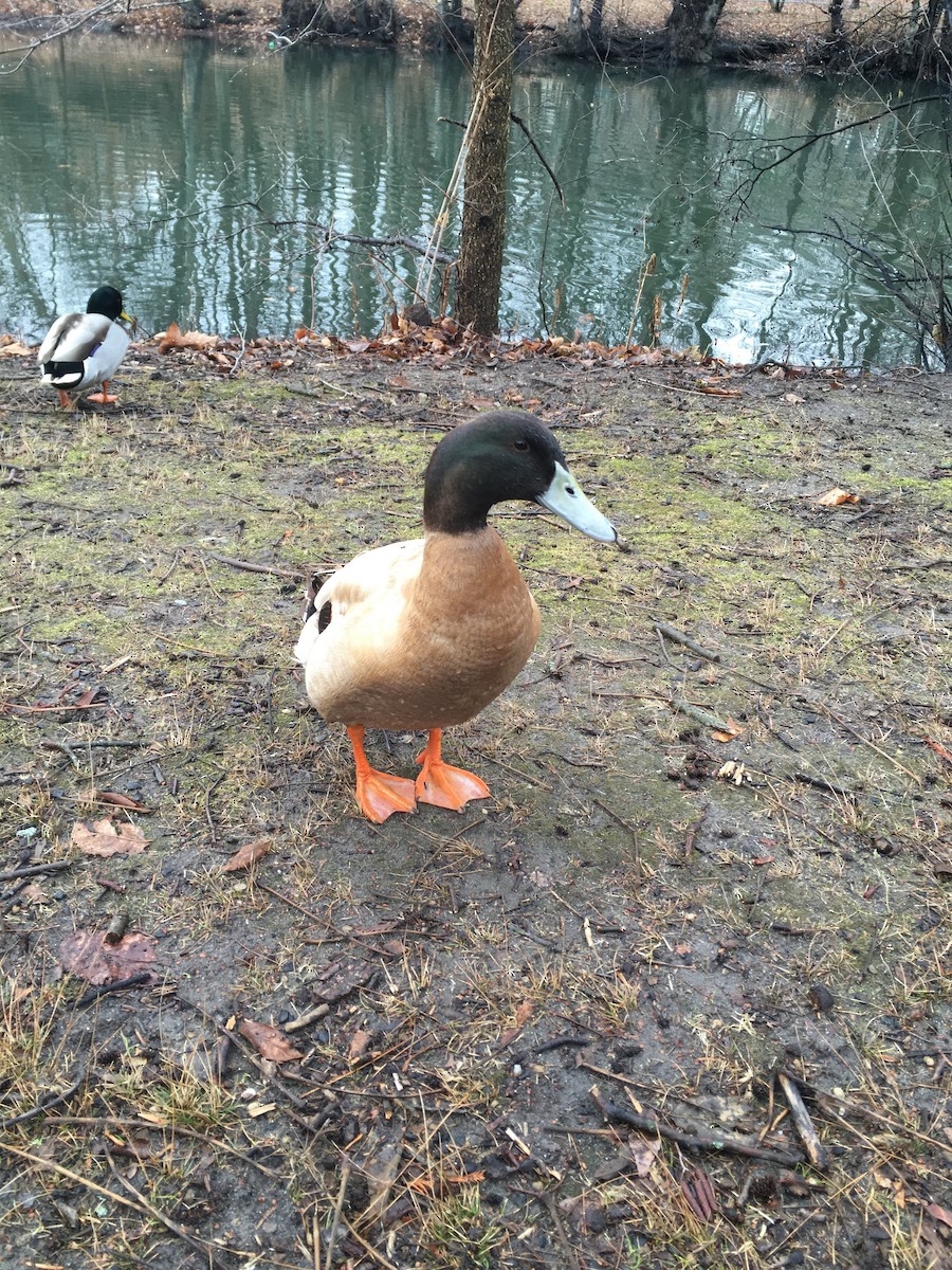 Mallard (Domestic type) - ML83843791