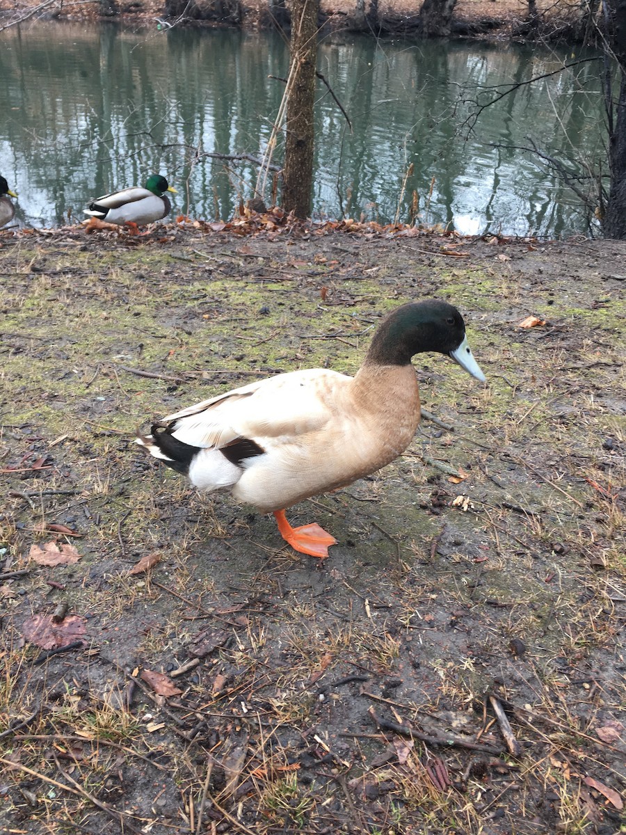 Mallard (Domestic type) - ML83843821