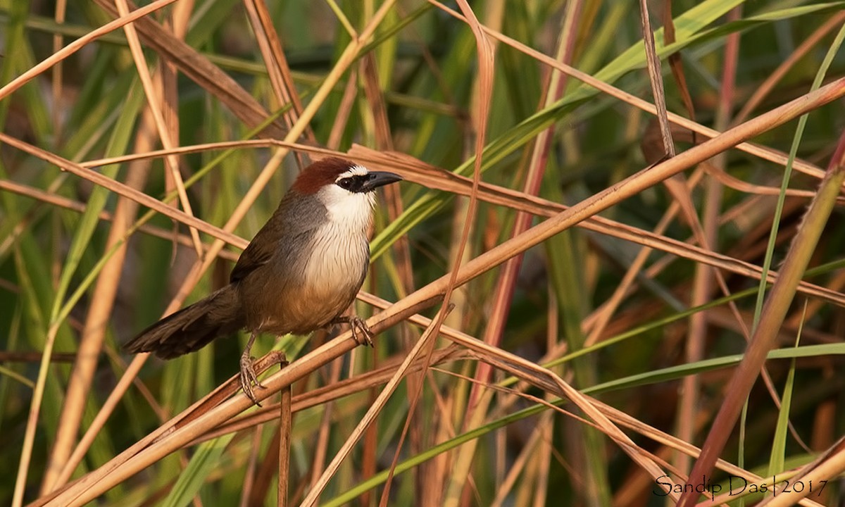 Chestnut-capped Babbler - ML83844091