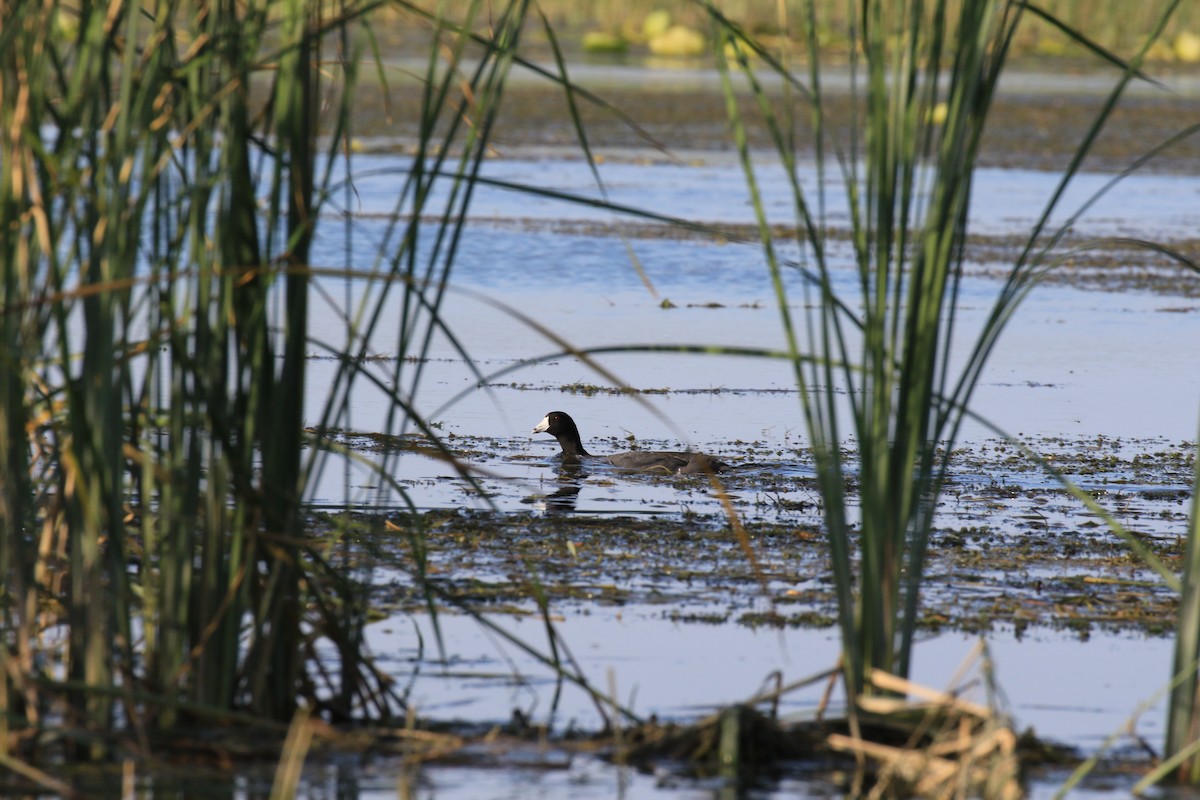 American Coot - ML83844301