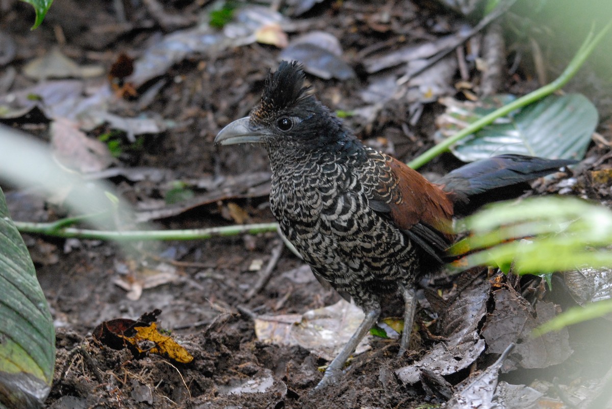 Banded Ground-Cuckoo - ML83844581