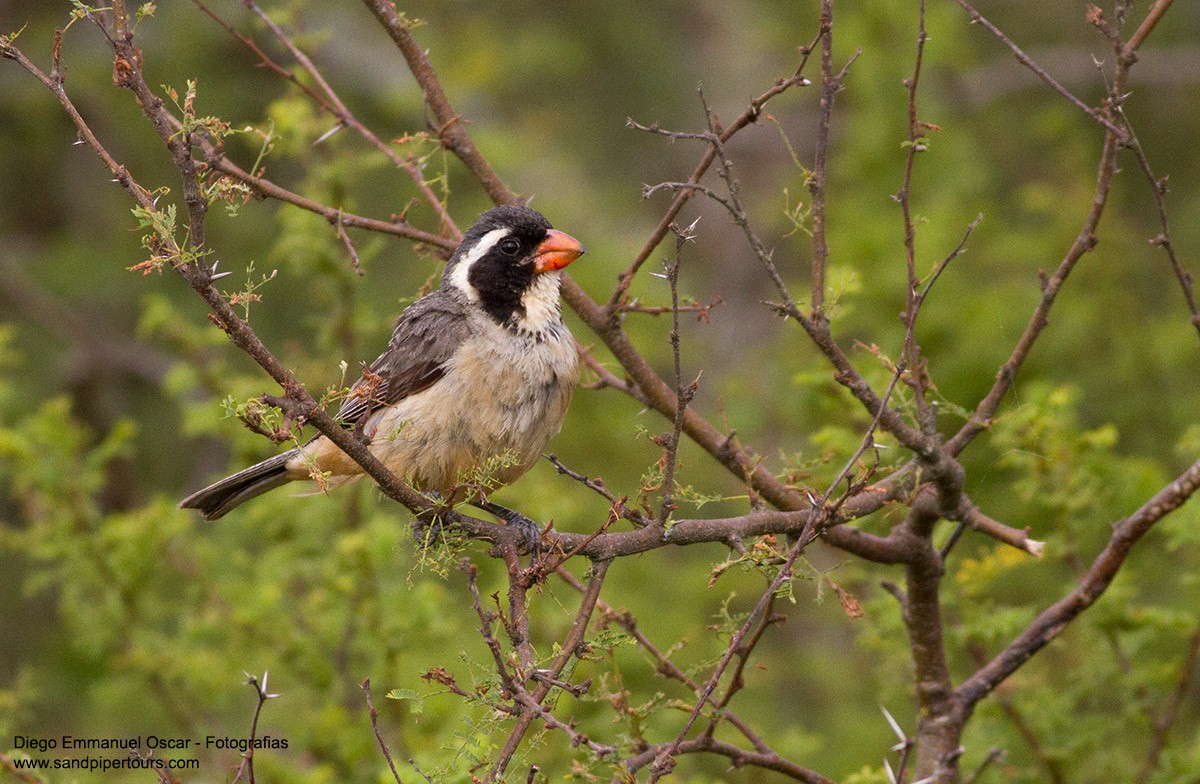 Golden-billed Saltator - ML83846421