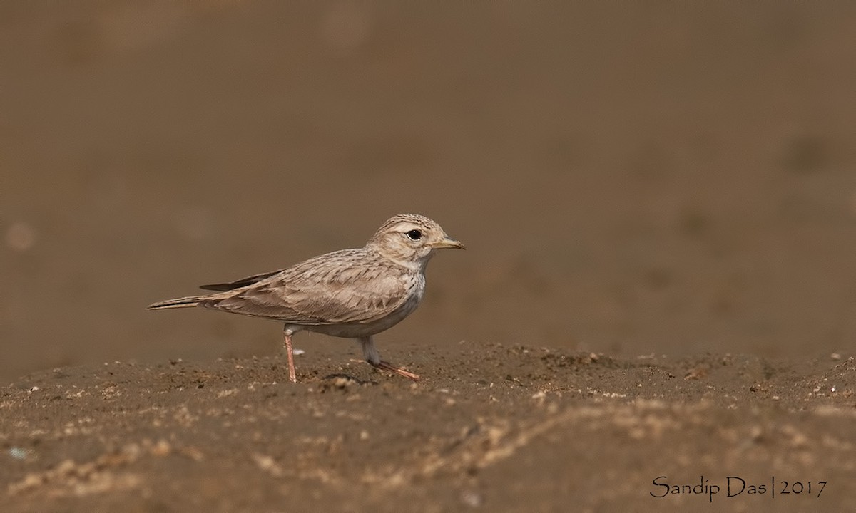 Sand Lark - ML83847061