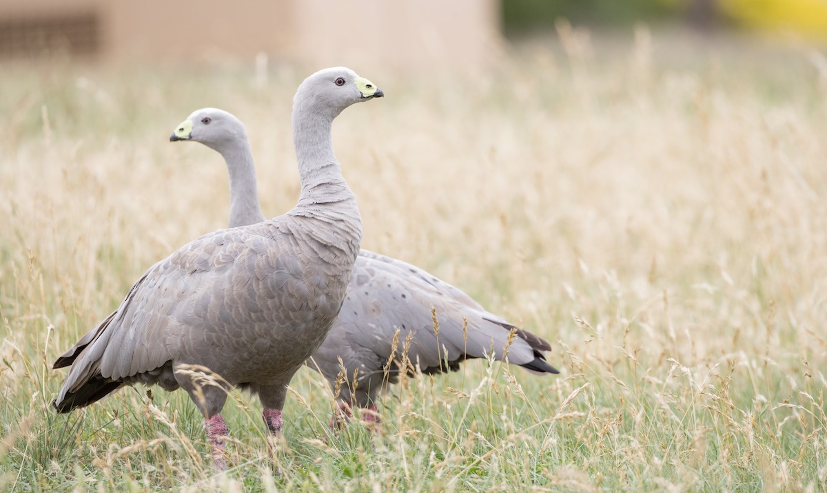 Cape Barren Goose - Ian Davies