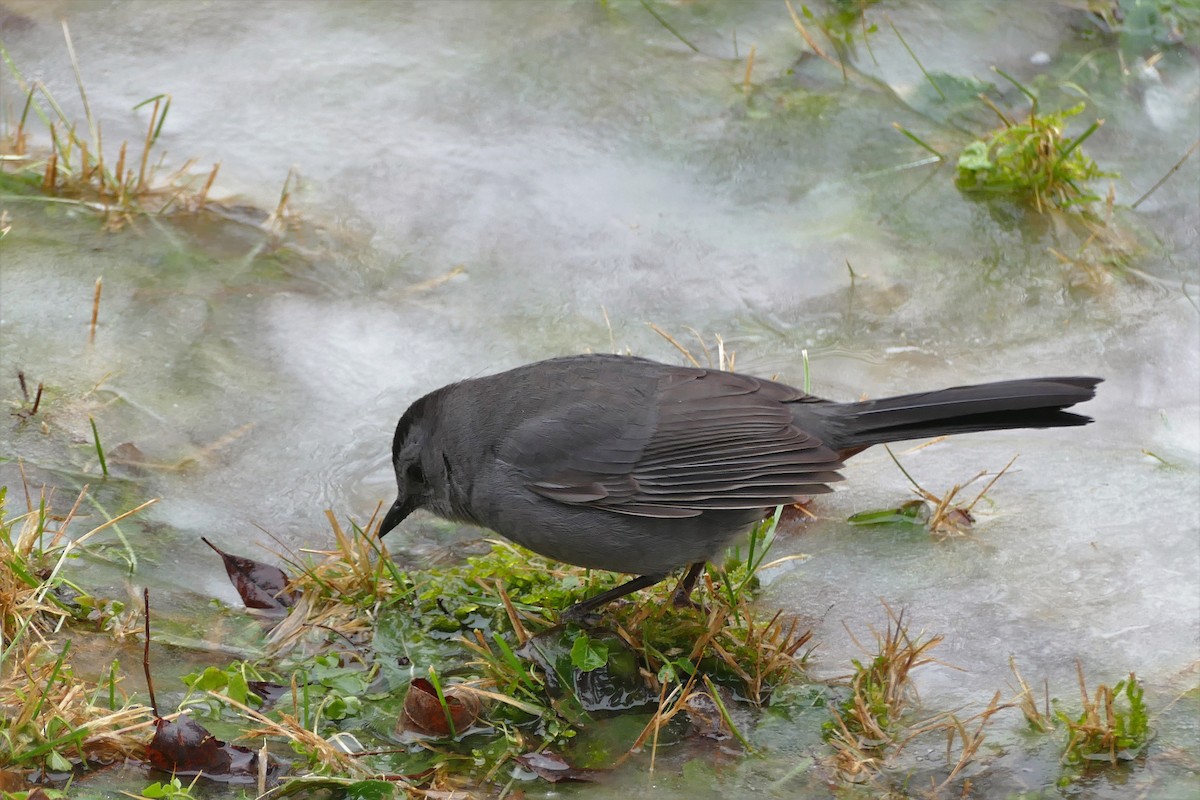 Pájaro Gato Gris - ML83851781