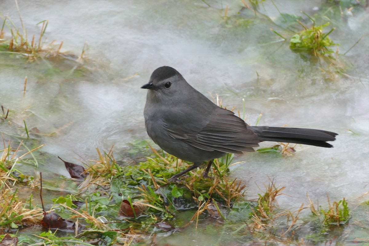 Gray Catbird - ML83851801