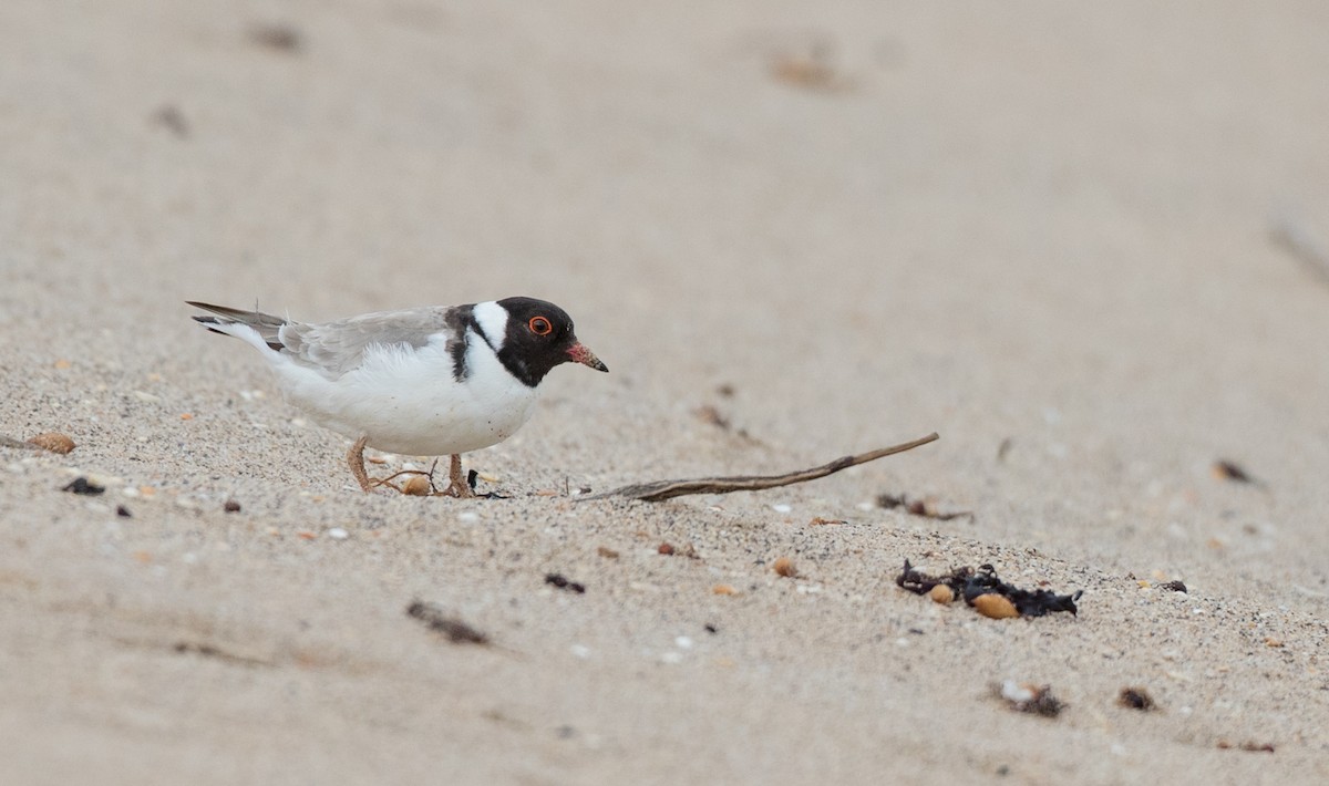 Hooded Plover - ML83851821