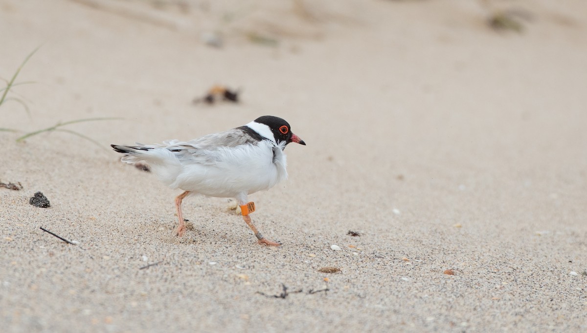 Hooded Plover - ML83851831