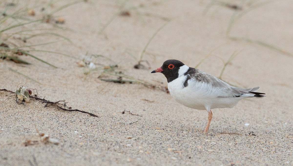 Hooded Plover - Ian Davies