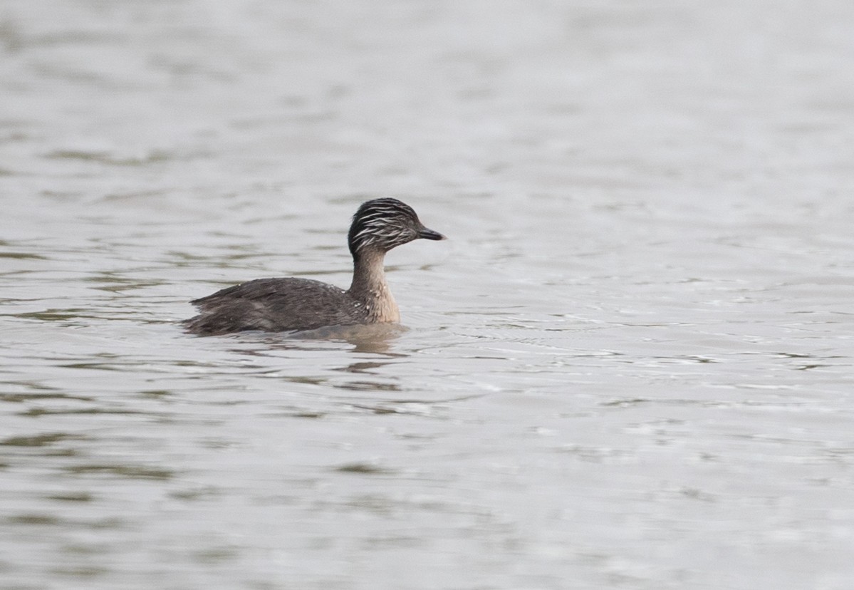 Hoary-headed Grebe - Ian Davies