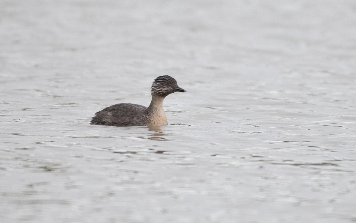 Hoary-headed Grebe - Ian Davies