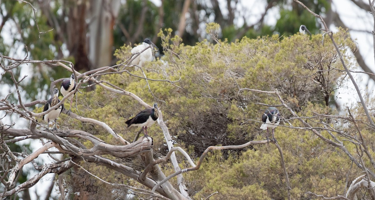 Straw-necked Ibis - Ian Davies