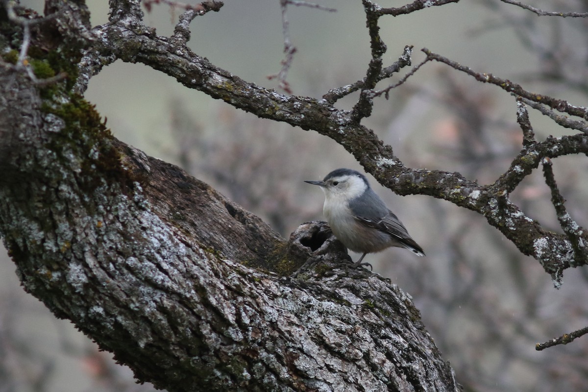 White-breasted Nuthatch - ML83852421