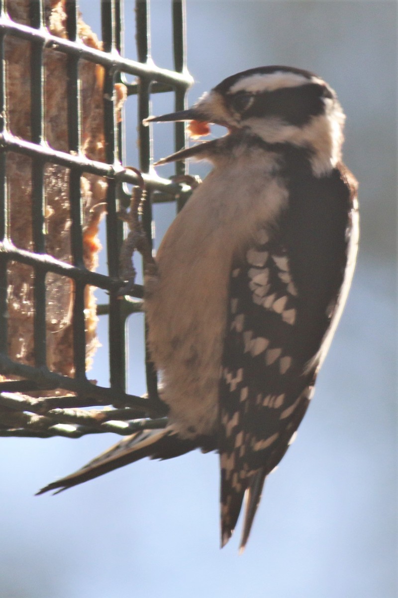 Downy Woodpecker - ML83852801