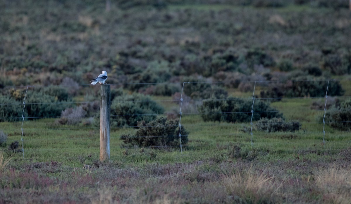 Black-shouldered Kite - Ian Davies