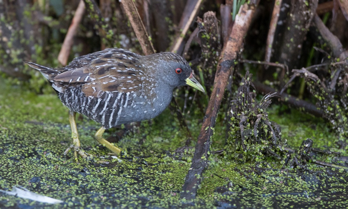 Australian Crake - ML83853061