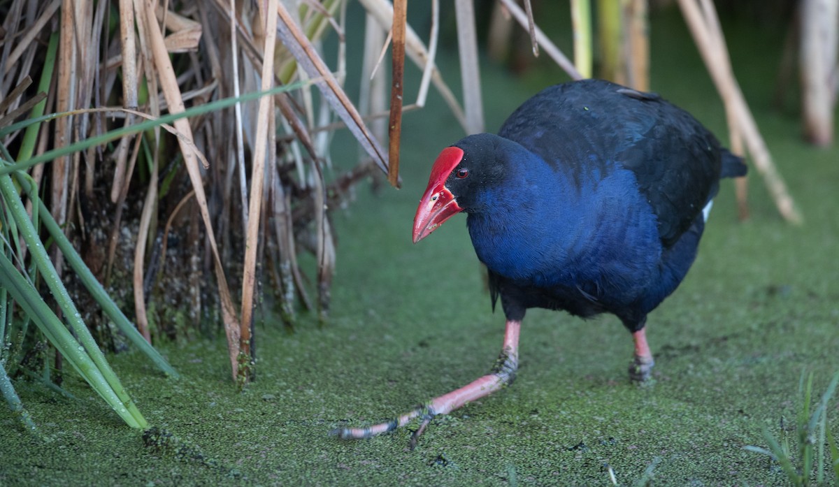 Australasian Swamphen - Ian Davies