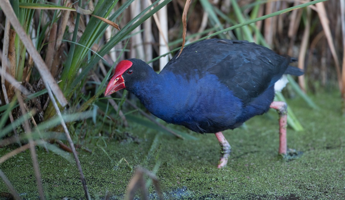 Australasian Swamphen - ML83853171