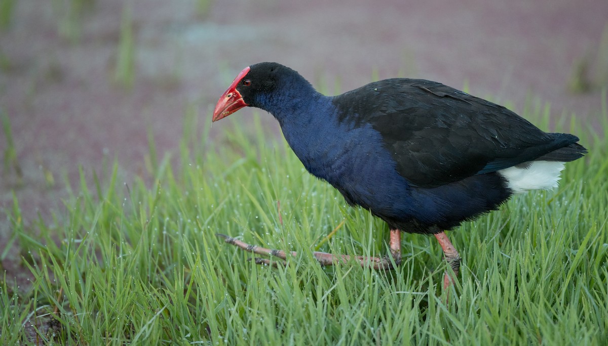 Australasian Swamphen - ML83853191