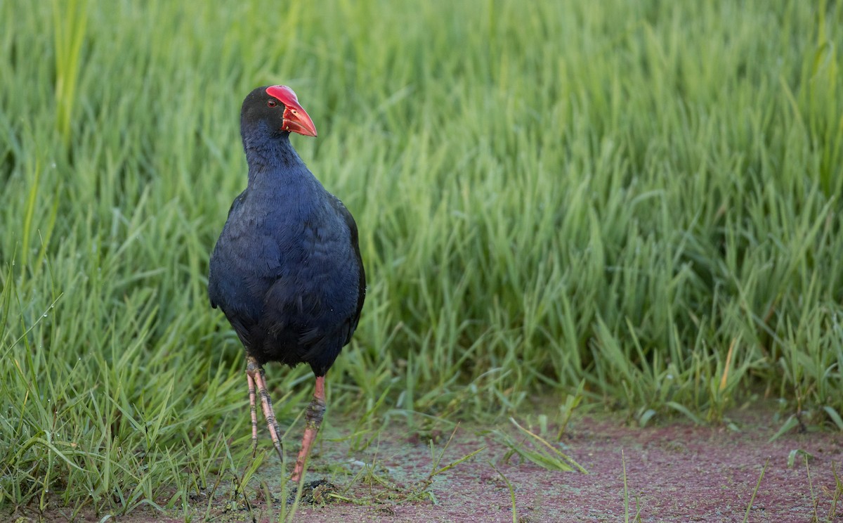 Australasian Swamphen - ML83853211