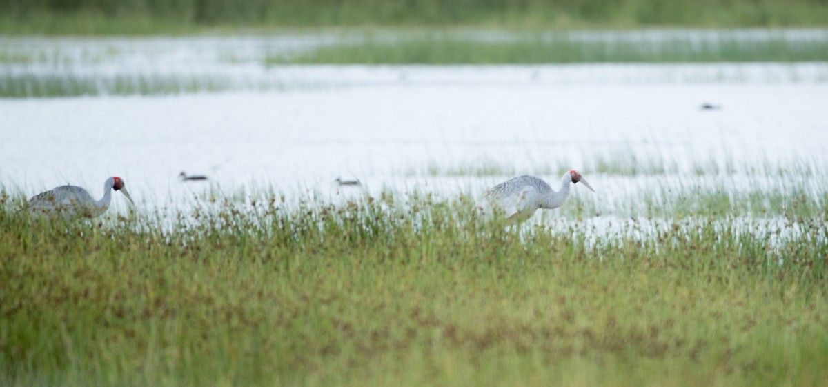 Grue brolga - ML83853261