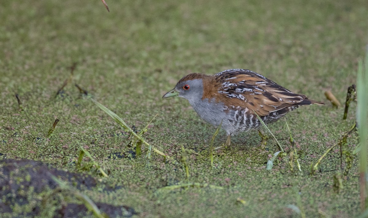 ヒメクイナ（palustris グループ） - ML83853331