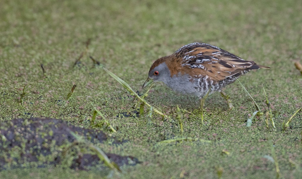 Baillon's Crake (Australasian) - Ian Davies