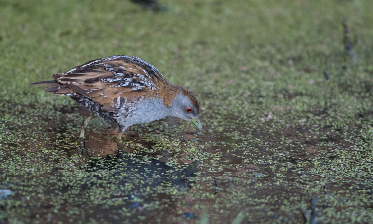 Baillon's Crake (Australasian) - Ian Davies