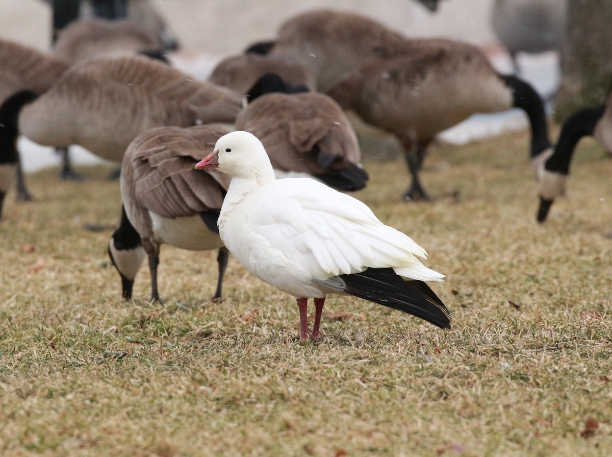 Ross's Goose - ML83853461