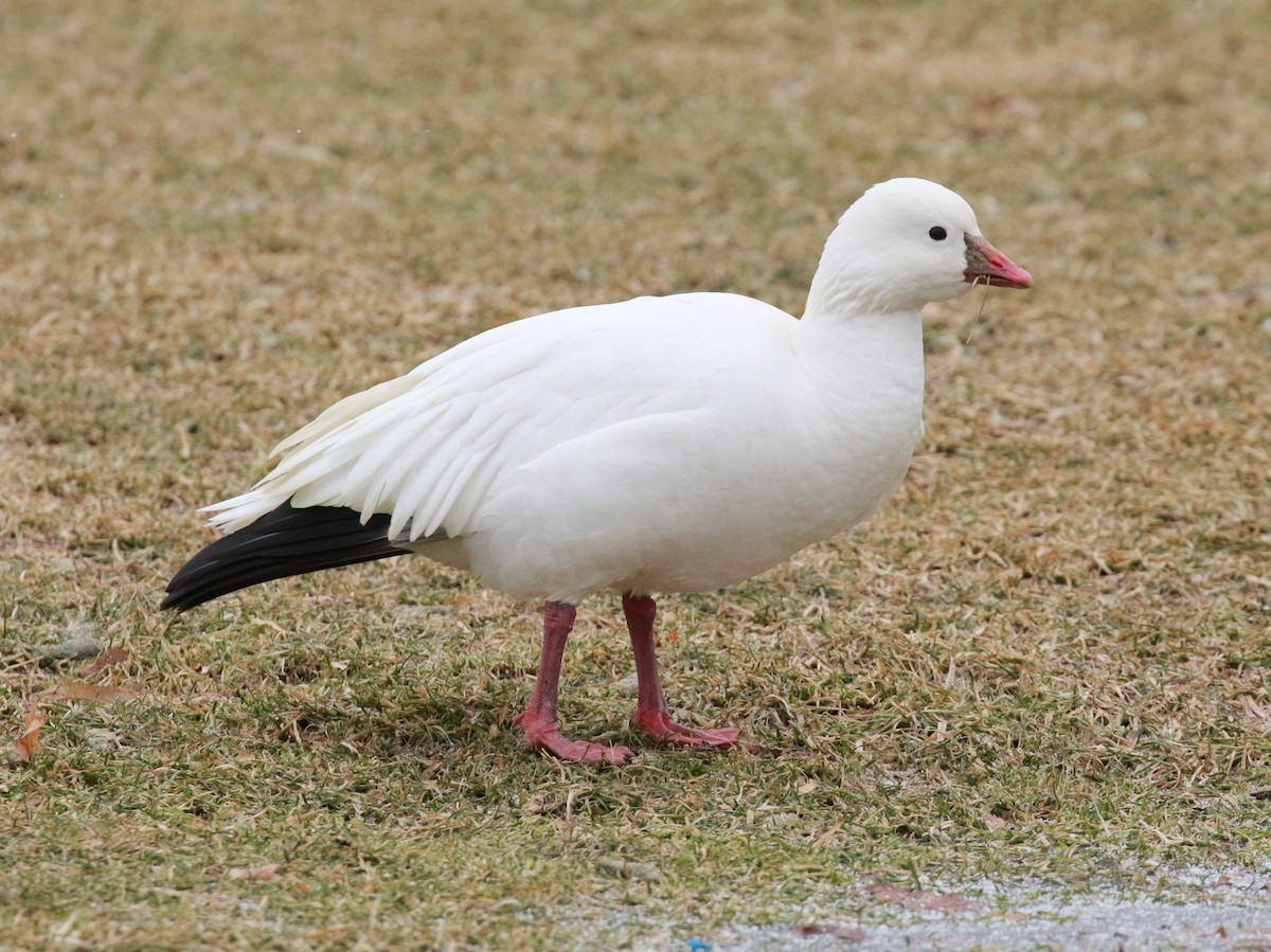 Ross's Goose - ML83853471