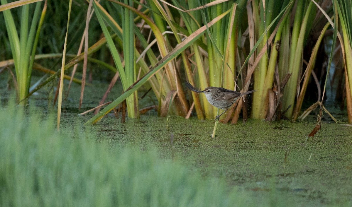 Little Grassbird - ML83853741