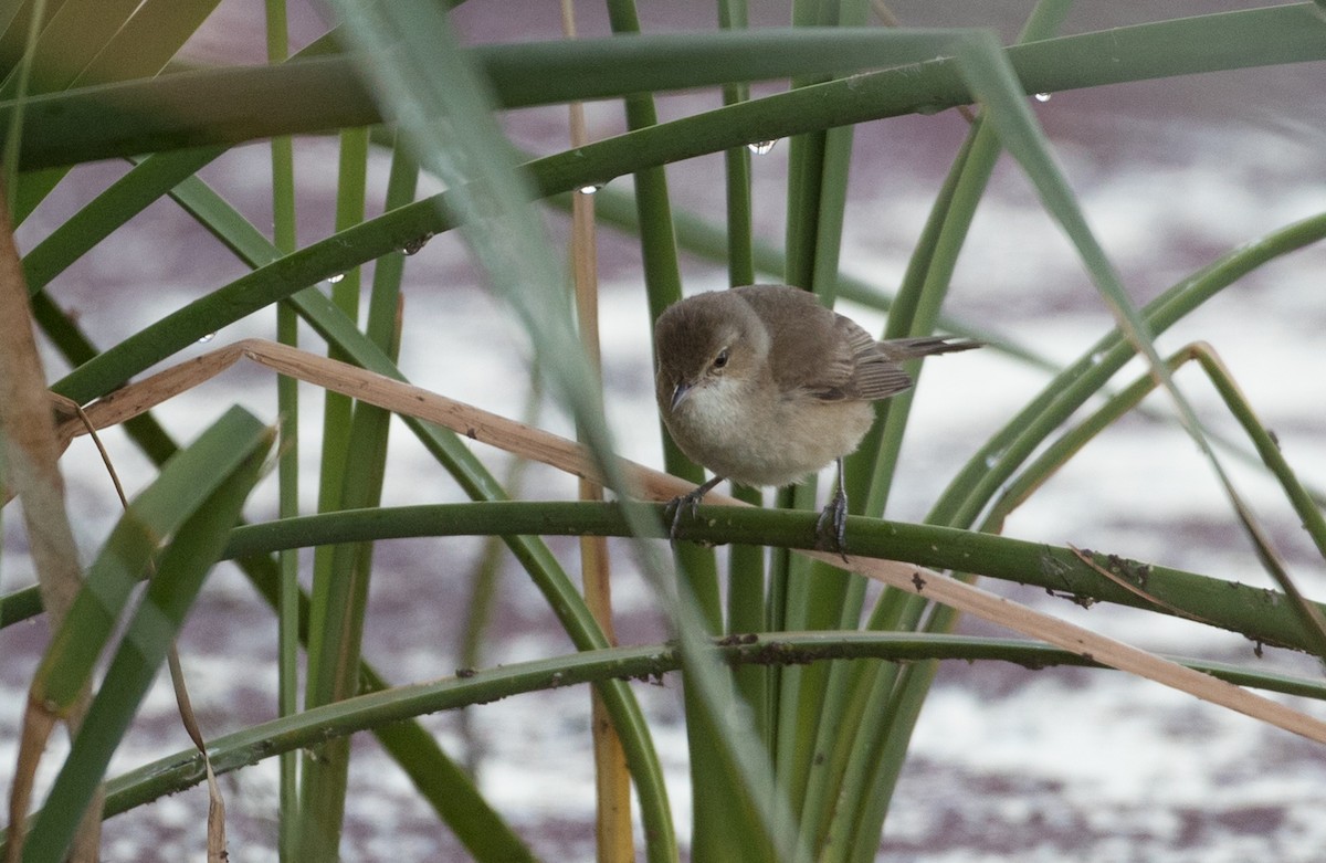 Australian Reed Warbler - ML83853781