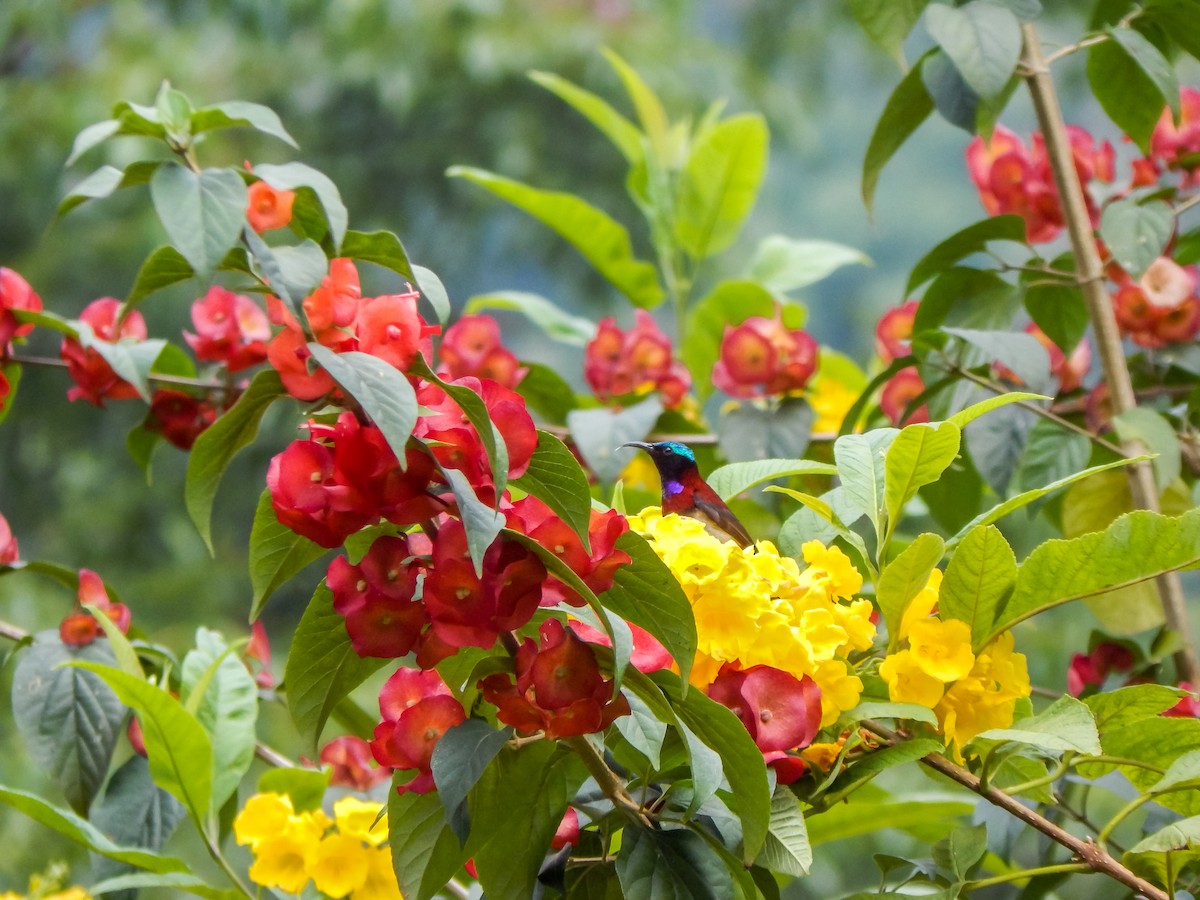 Crimson-backed Sunbird - ML83854981