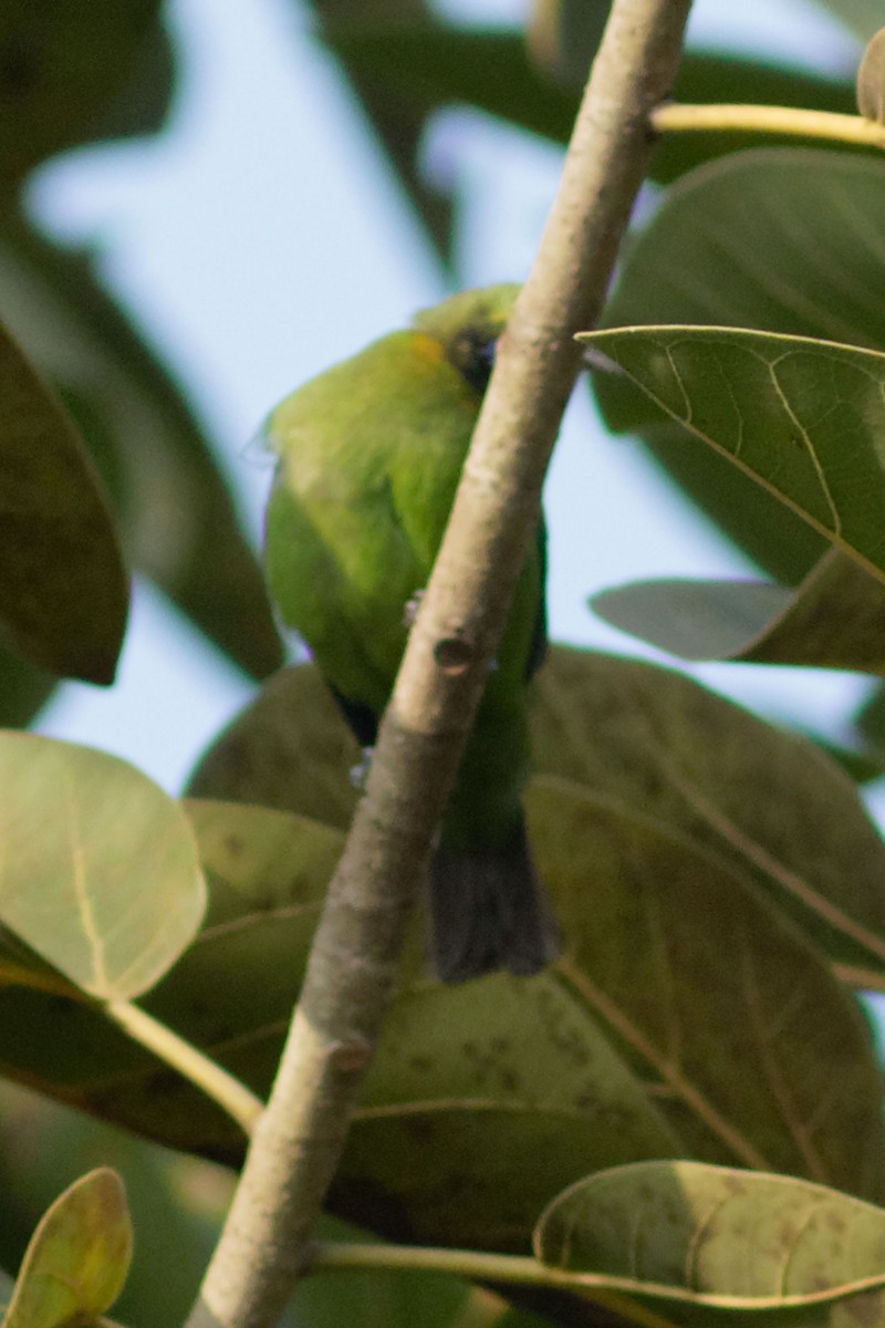 Goldstirn-Blattvogel - ML83855421