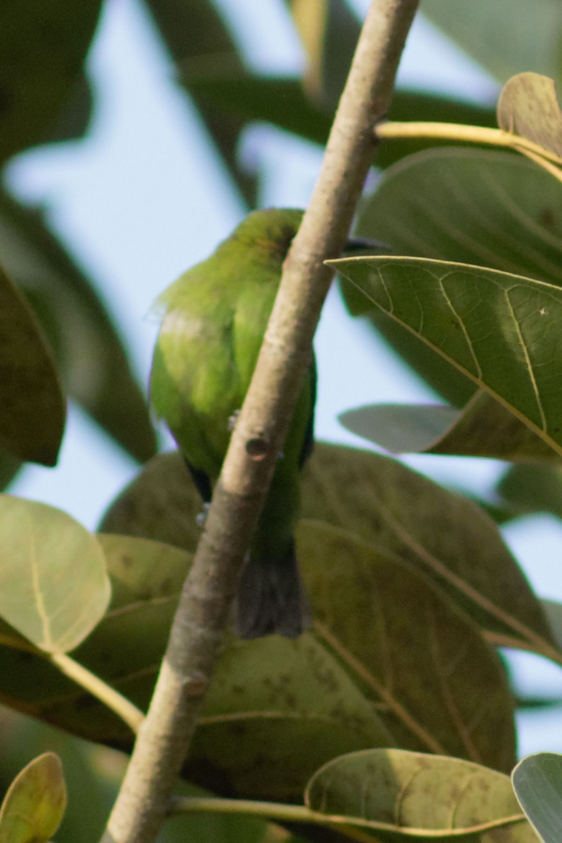 Goldstirn-Blattvogel - ML83855431