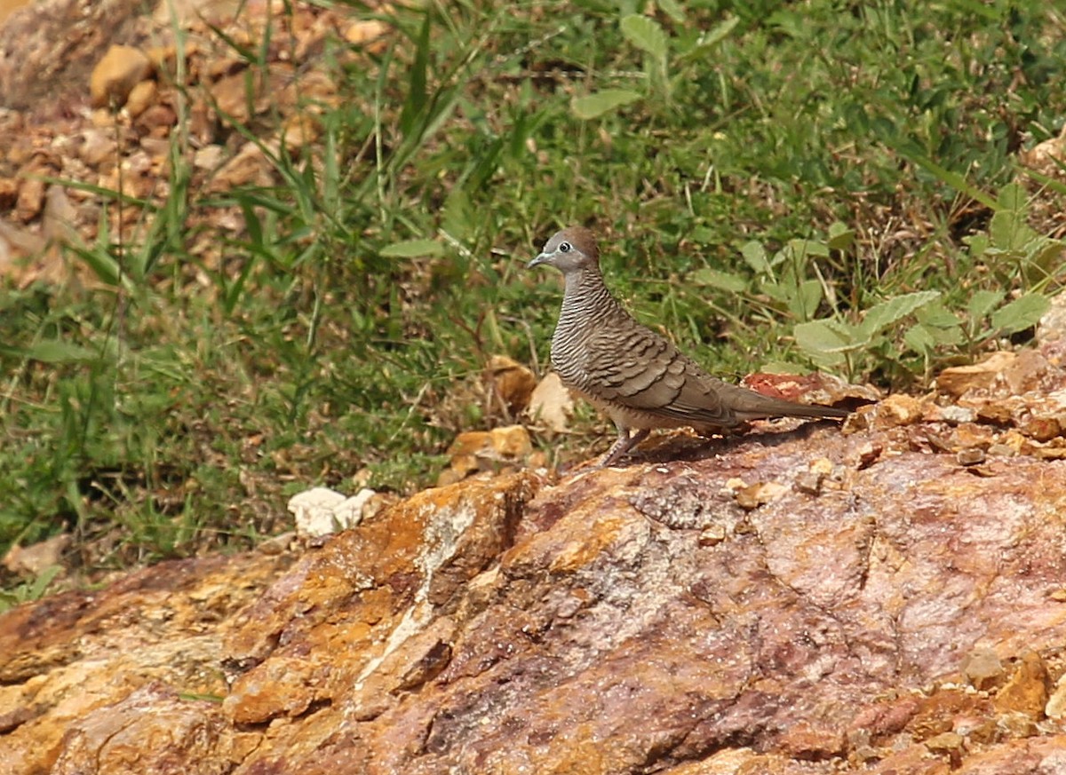 Zebra Dove - Andrey Vlasenko