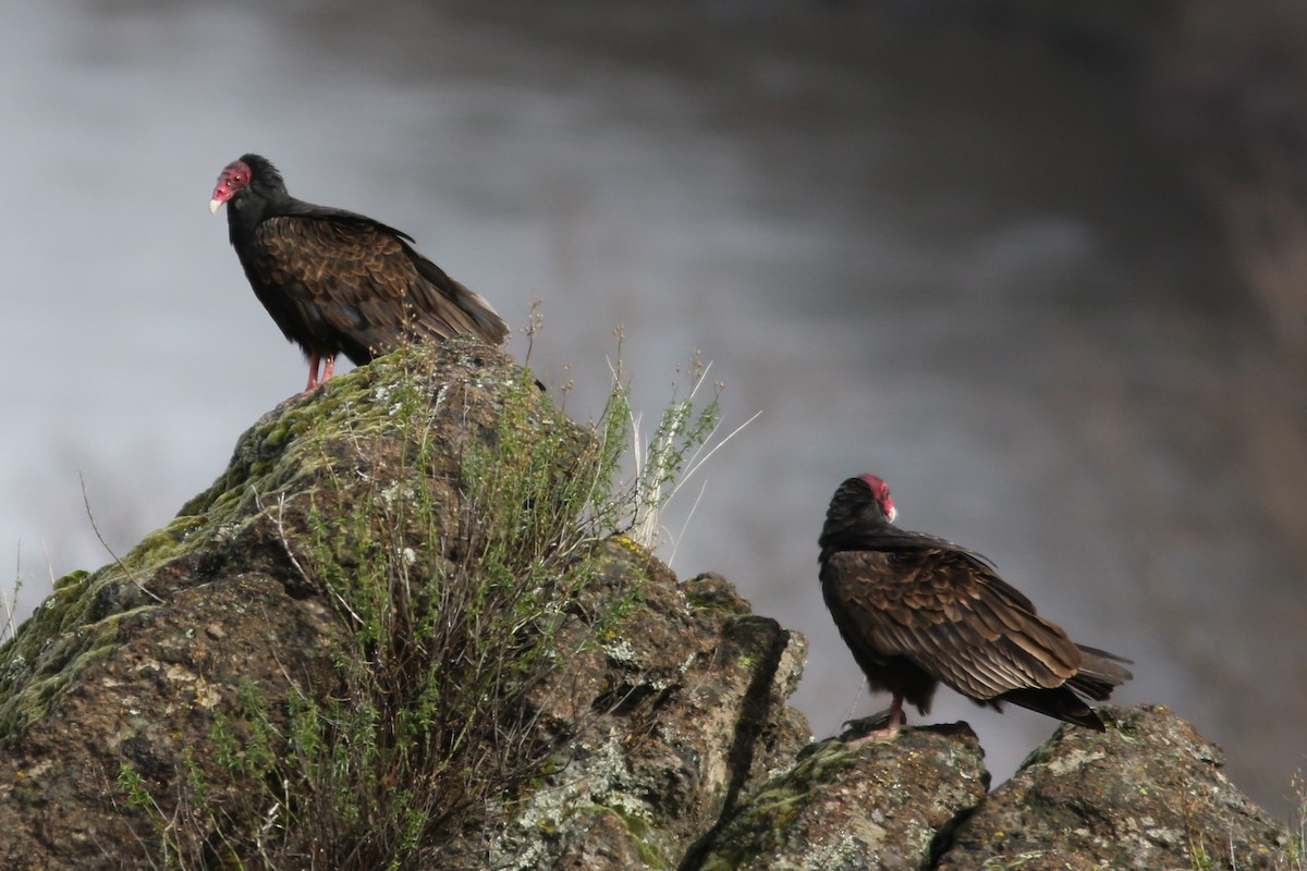 Turkey Vulture - ML83856771