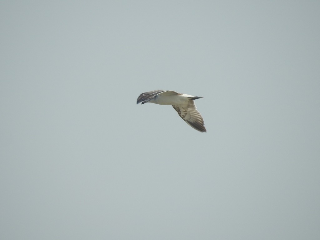 Pallas's Gull - Anagha Deb