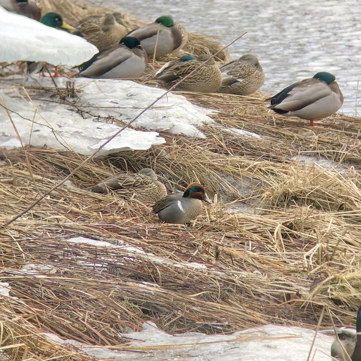 Green-winged Teal - ML83858201