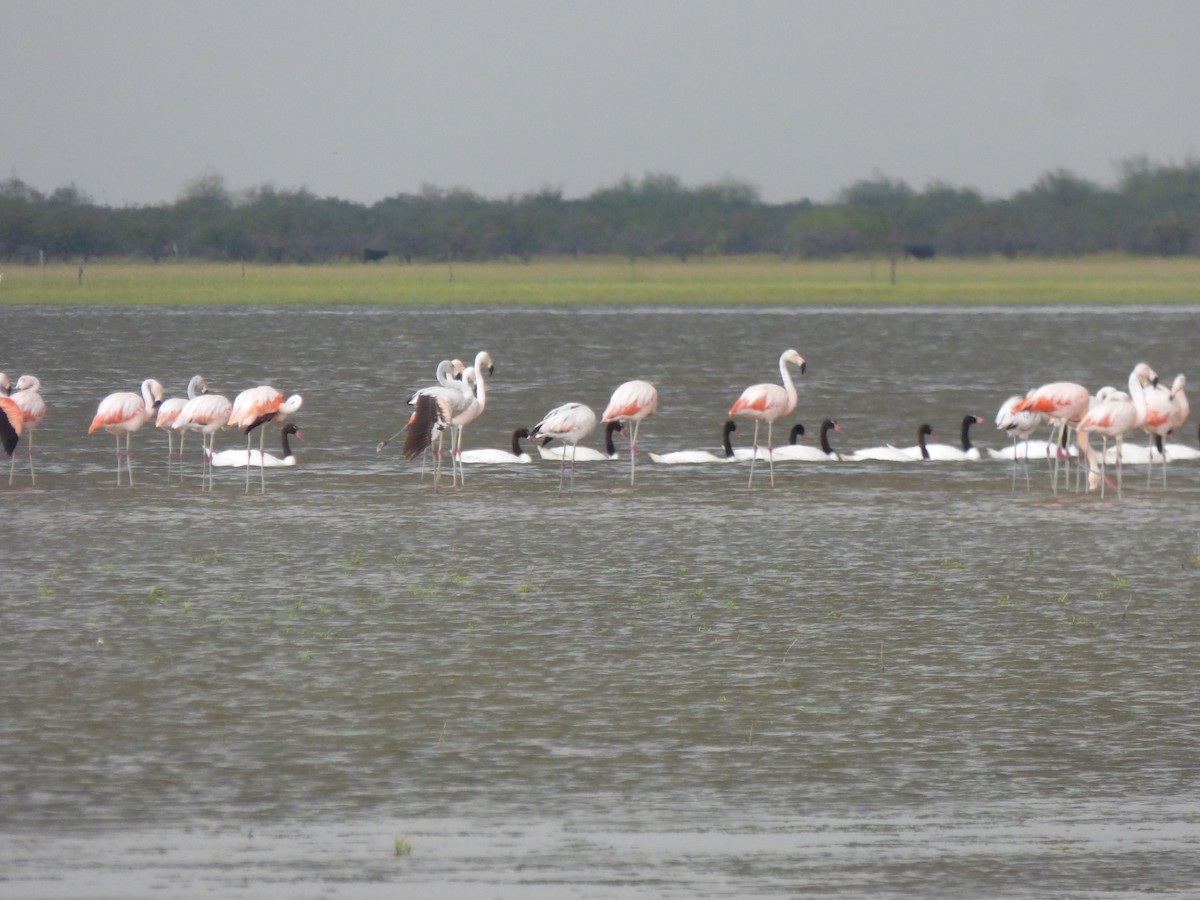 Black-necked Swan - ML83858741