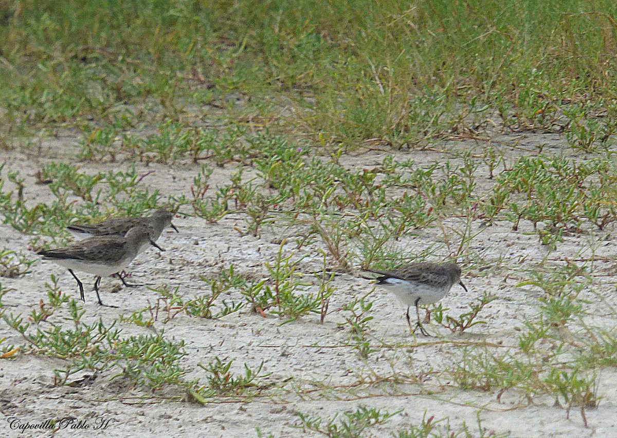 White-rumped Sandpiper - Pablo Hernan Capovilla