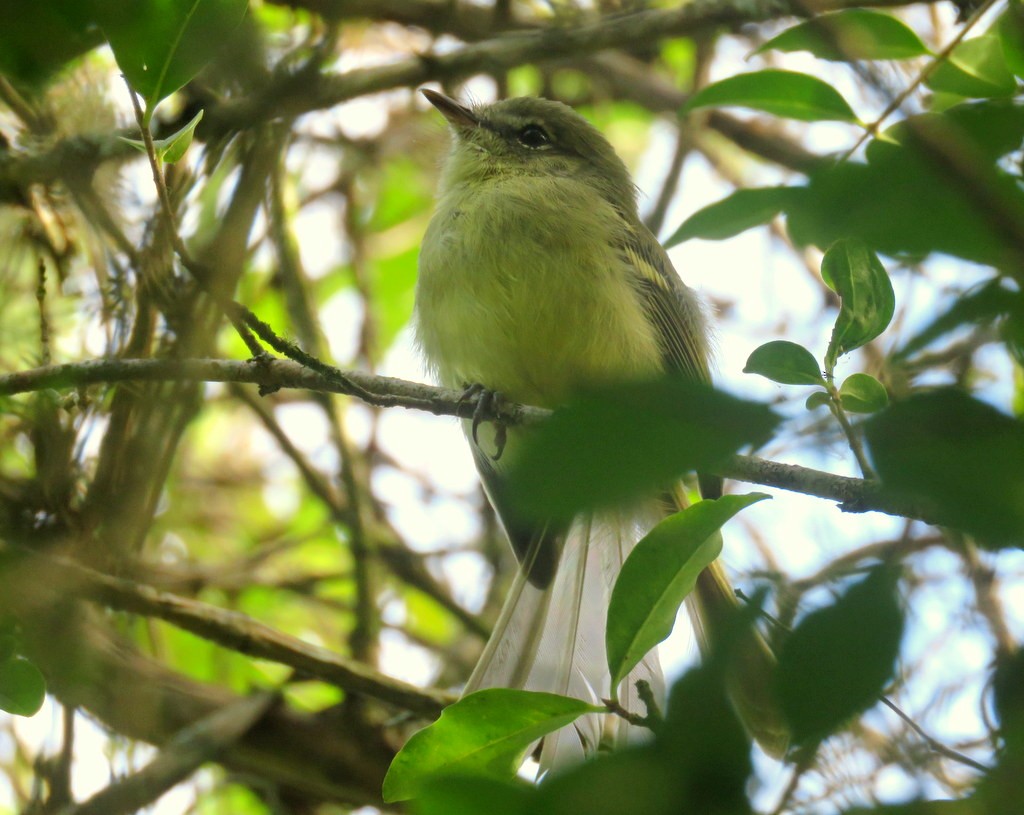 Mottle-cheeked Tyrannulet - ML83860201
