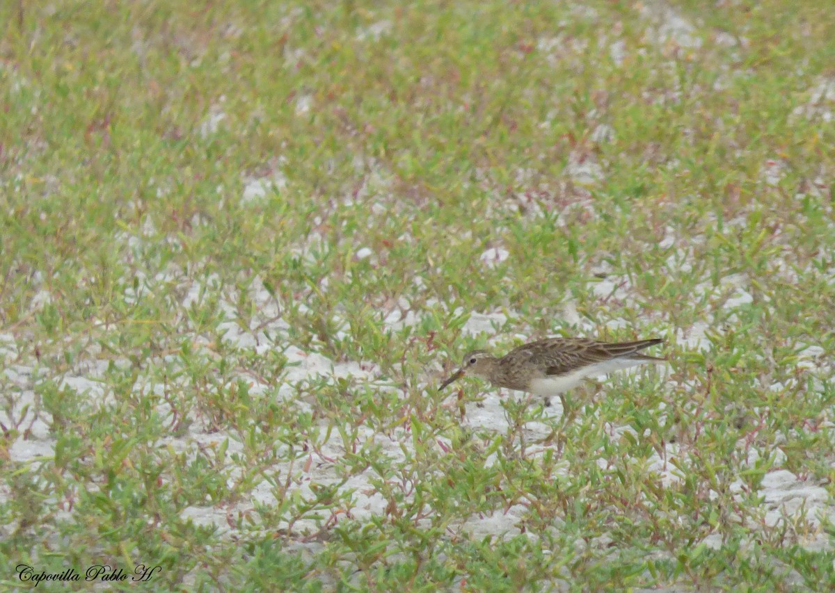 Pectoral Sandpiper - Pablo Hernan Capovilla