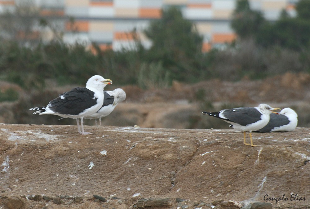 Great Black-backed Gull - ML83861001