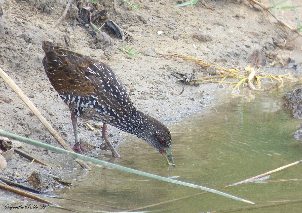 Spotted Rail - Pablo Hernan Capovilla