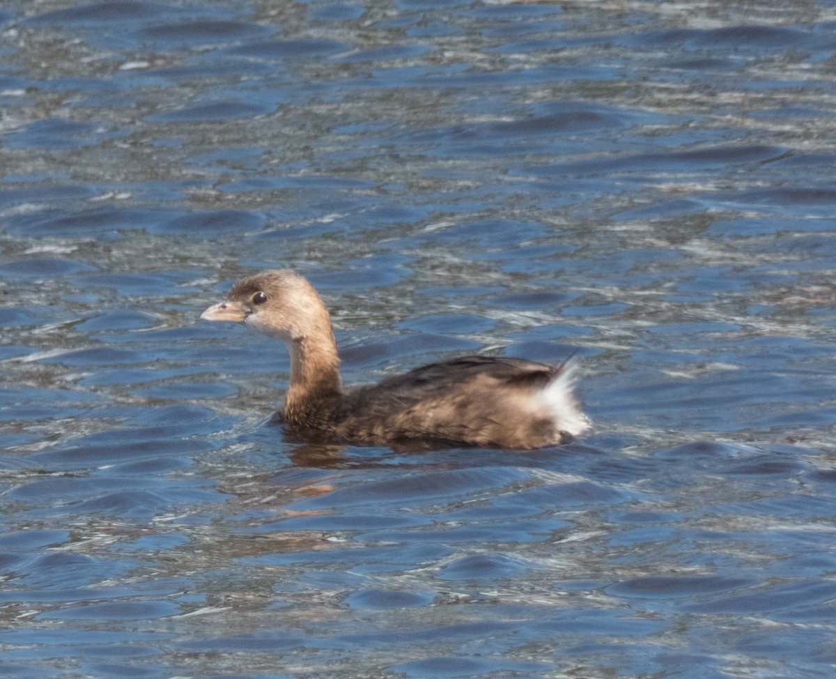 Pied-billed Grebe - ML83863411