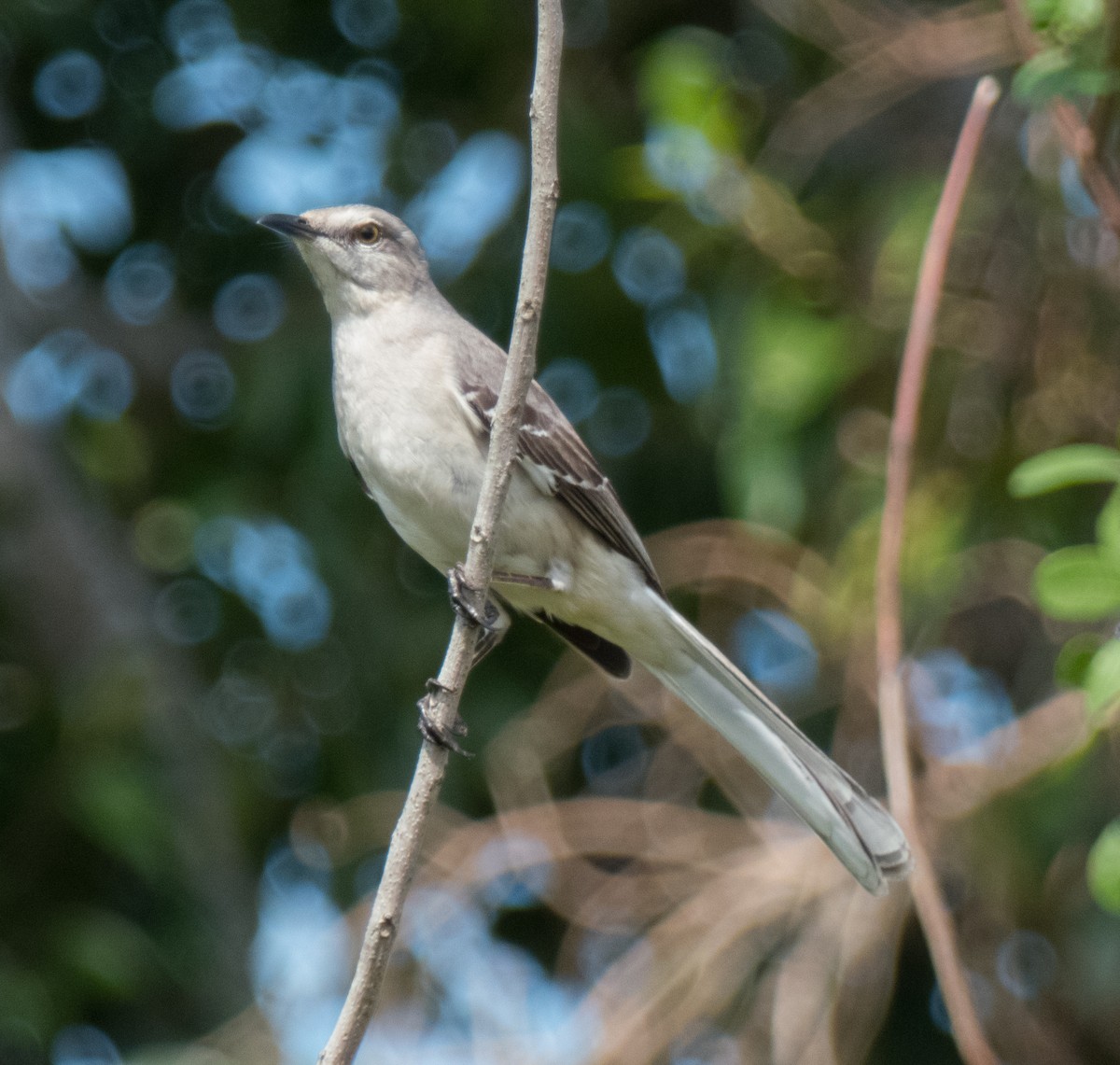 Northern Mockingbird - ML83863731