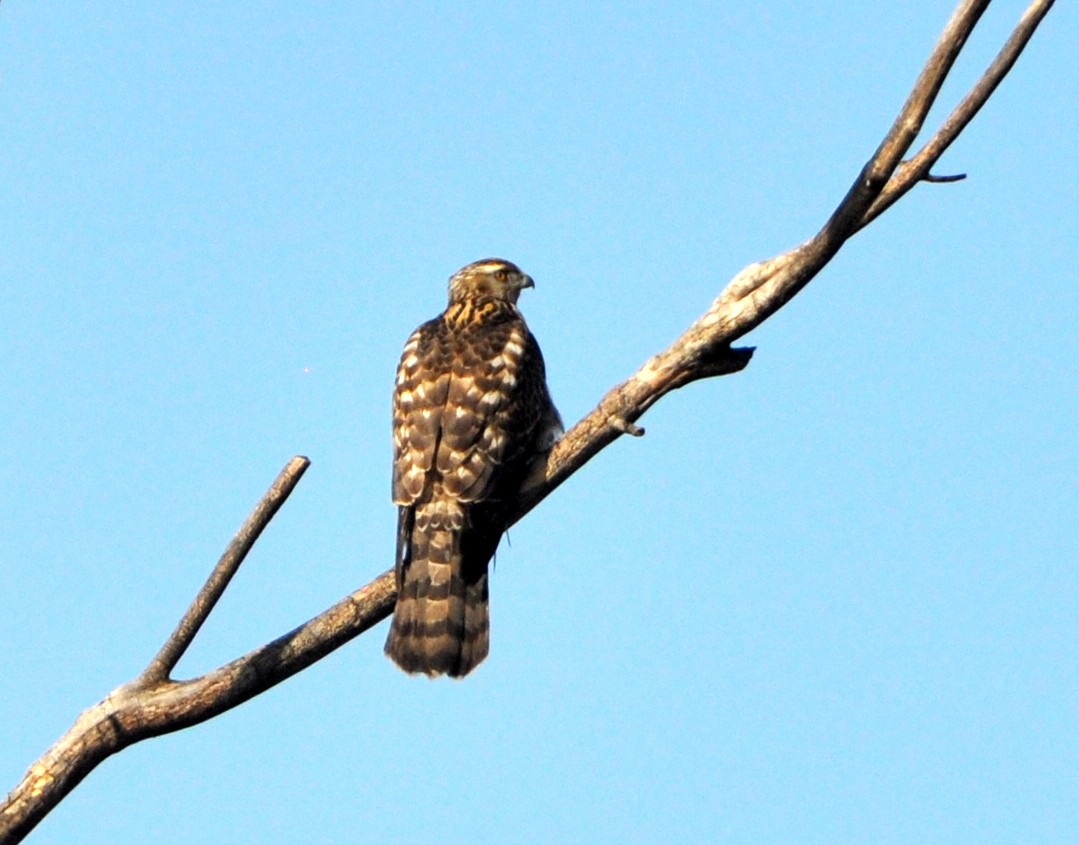 American Goshawk - Colin Maguire