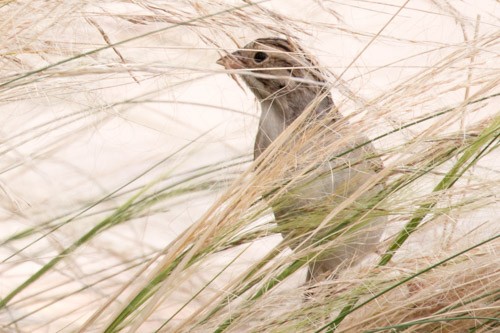 Clay-colored Sparrow - Alvaro Jaramillo