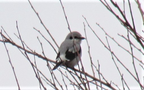 Northern Shrike - Charlie Barnard Jr.